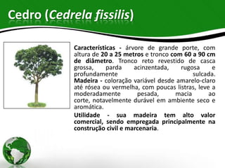 Cedro (Cedrela fissilis)

            Características - árvore de grande porte, com
            altura de 20 a 25 metros e tronco com 60 a 90 cm
            de diâmetro. Tronco reto revestido de casca
            grossa,     parda    acinzentada,    rugosa     e
            profundamente                             sulcada.
            Madeira - coloração variável desde amarelo-claro
            até rósea ou vermelha, com poucas listras, leve a
            moderadamente         pesada,       macia      ao
            corte, notavelmente durável em ambiente seco e
            aromática.
            Utilidade - sua madeira tem alto valor
            comercial, sendo empregada principalmente na
            construção civil e marcenaria.
 