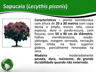 Sapucaia (Lecythis pisonis)

             Características - planta semidecídua
             com altura de 20 a 30 metros com copa
             densa e ampla, tronco reto, casca
             espessa, dura e pardo-escura, com
             fissuras, com 50 a 90 cm de diâmetro.
             Folhas       membranáceas,     ovado-
             oblongas, margem serreada, nervação
             bem      nítida   na   face   superior
             glabras, parcialmente renovadas na
             seca.
             Madeira         -      moderadamente
             pesada, dura, resistente, de grande
             durabilidade quando não enterrada.
 