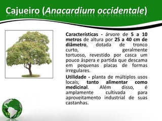 Cajueiro (Anacardium occidentale)

             Características - árvore de 5 a 10
             metros de altura por 25 a 40 cm de
             diâmetro,     dotada      de    tronco
             curto,                     geralmente
             tortuoso, revestido por casca um
             pouco áspera e partida que descama
             em pequenas placas de formas
             irregulares.
             Utilidade - planta de múltiplos usos
             locais, tanto alimentar como
             medicinal.      Além       disso,    é
             amplamente         cultivada      para
             aproveitamento industrial de suas
             castanhas.
 