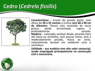 Cedro (Cedrela fissilis)

            Características - árvore de grande porte, com
            altura de 20 a 25 metros e tronco com 60 a 90 cm
            de diâmetro. Tronco reto revestido de casca
            grossa,     parda    acinzentada,    rugosa     e
            profundamente                            sulcada.
            Madeira - coloração variável desde amarelo-claro
            até rósea ou vermelha, com poucas listras, leve a
            moderadamente pesada, macia ao corte,
            notavelmente durável em ambiente seco e
            aromática.
            Utilidade - sua madeira tem alto valor comercial,
            sendo empregada principalmente na construção
            civil e marcenaria.
 