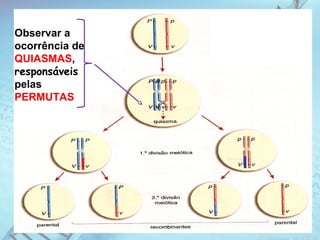 Observar a
ocorrência de
QUIASMAS,
responsáveis
pelas
PERMUTAS
 