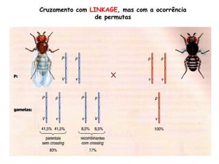 Cruzamento com LINKAGE, mas com a ocorrência
de permutas
 