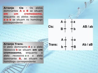 Arranjo CisArranjo Cis - Os alelos
dominantes A e B se situam
em um cromossomo,
enquanto os alelos recessivos
a e b se situam no homólogo
correspondente
Arranjo Trans.
O alelo dominante A e o alelo
recessivo b se situam em um
cromossomo, enquanto o
alelo recessivo a e o alelo
dominante B, se situam no
homólogo correspondente
 