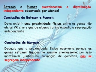 Bateson e Punnet questionaram a distribuição
independente observada por Mendel
Conclusões de Bateson e Punnet:Conclusões de Bateson e Punnet:
Deve existir uma proximidade física entre os genes não
alelos VR e vr e que de alguma forma impediu a segregação
independente
Conclusões de MorgamConclusões de Morgam
Deduziu que a proximidade física ocorreria porque os
genes estavam ligados no mesmo cromossomo; por isso
mantêm-se juntos na formação de gametas, não se
segregam independente.
 