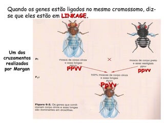 Quando os genes estão ligados no mesmo cromossomo, diz-
se que eles estão em LINKAGE.LINKAGE.
Um dos
cruzamentos
realizados
por Morgan PPVVPPVV ppvvppvv
PpVvPpVv
 