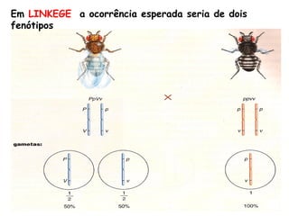 Em LINKEGE a ocorrência esperada seria de dois
fenótipos
 