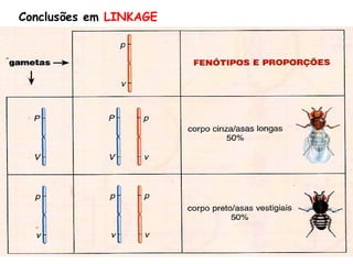 Conclusões em LINKAGE
 