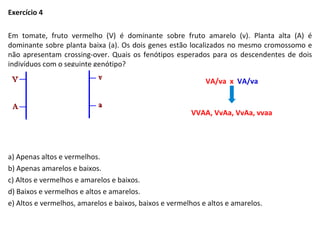 Exercício 4
Em tomate, fruto vermelho (V) é dominante sobre fruto amarelo (v). Planta alta (A) é
dominante sobre planta baixa (a). Os dois genes estão localizados no mesmo cromossomo e
não apresentam crossing-over. Quais os fenótipos esperados para os descendentes de dois
indivíduos com o seguinte genótipo?
a) Apenas altos e vermelhos.
b) Apenas amarelos e baixos.
c) Altos e vermelhos e amarelos e baixos.
d) Baixos e vermelhos e altos e amarelos.
e) Altos e vermelhos, amarelos e baixos, baixos e vermelhos e altos e amarelos.
VA/va x VA/va
VVAA, VvAa, VvAa, vvaa
 