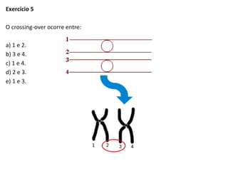 Exercício 5
O crossing-over ocorre entre:
a) 1 e 2.
b) 3 e 4.
c) 1 e 4.
d) 2 e 3.
e) 1 e 3.
 