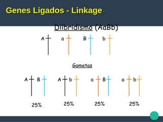 Diibridismo (AaBb)
A a B b
Gametas
A B A b a B a b
25% 25% 25% 25%
Genes Ligados - LinkageGenes Ligados - Linkage
 