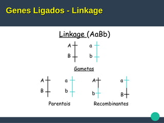 Linkage (AaBb)
A
B
a
b
Gametas
A
B
a
b
A
b
a
B
Parentais Recombinantes
Genes Ligados - LinkageGenes Ligados - Linkage
 