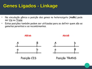 • Na vinculação gênica a posição dos genes no heterozigoto (AaBb) pode
ser Cis ou Trans.
• Estas posições também podem ser utilizadas para se definir quem são os
gametas parentais e os recombinantes.
A B
a b
Posição CIS
A b
a B
Posição TRANS
AB/ab Ab/aB
Genes Ligados - LinkageGenes Ligados - Linkage
 