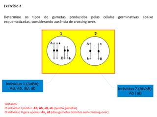 Exercício 2
Determine os tipos de gametas produzidos pelas células germinativas abaixo
esquematizadas, considerando ausência de crossing-over.
Indivíduo 2 (Ab/aB):
Ab | aB
Indivíduo 1 (AaBb):
AB, Ab, aB, ab
Portanto:
O indivíduo I produz: AB, Ab, aB, ab (quatro gametas).
O Indivíduo II gera apenas: Ab, aB (dois gametas distintos sem crossing-over).
 