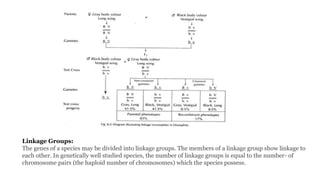 Linkage Groups:
The genes of a species may be divided into linkage groups. The members of a linkage group show linkage to
each other. In genetically well studied species, the number of linkage groups is equal to the number- of
chromosome pairs (the haploid number of chromosomes) which the species possess.
 