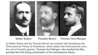 a) Walter Sutton and (b) Theodor Boveri are credited with developing the
Chromosomal Theory of Inheritance, which states that chromosomes carry
the unit of heredity (genes). Thomas Hunt Morgan, who studied fruit flies,
provided the first strong confirmation of the chromosome theory.
 