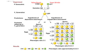 Yellow Round Green Wrinkle
 