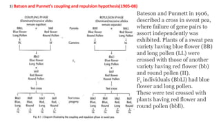 3) Batson and Punnet’s coupling and repulsion hypothesis(1905-08)
Bateson and Punnett in 1906,
described a cross in sweat pea,
where failure of gene pairs to
assort independently was
exhibited. Plants of a sweat pea
variety having blue flower (BB)
and long pollen (LL) were
crossed with those of another
variety having red flower (bb)
and round pollen (II).
F1 individuals (BbLl) had blue
flower and long pollen.
These were test crossed with
plants having red flower and
round pollen (bbll).
 