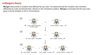 4) Morgan’s theory
Morgan discovered a mutation that affected fly eye color. He observed that the mutation was inherited
differently by male and female flies. Based on the inheritance pattern, Morgan concluded that the eye color
gene must be located on the X chromosome.
 