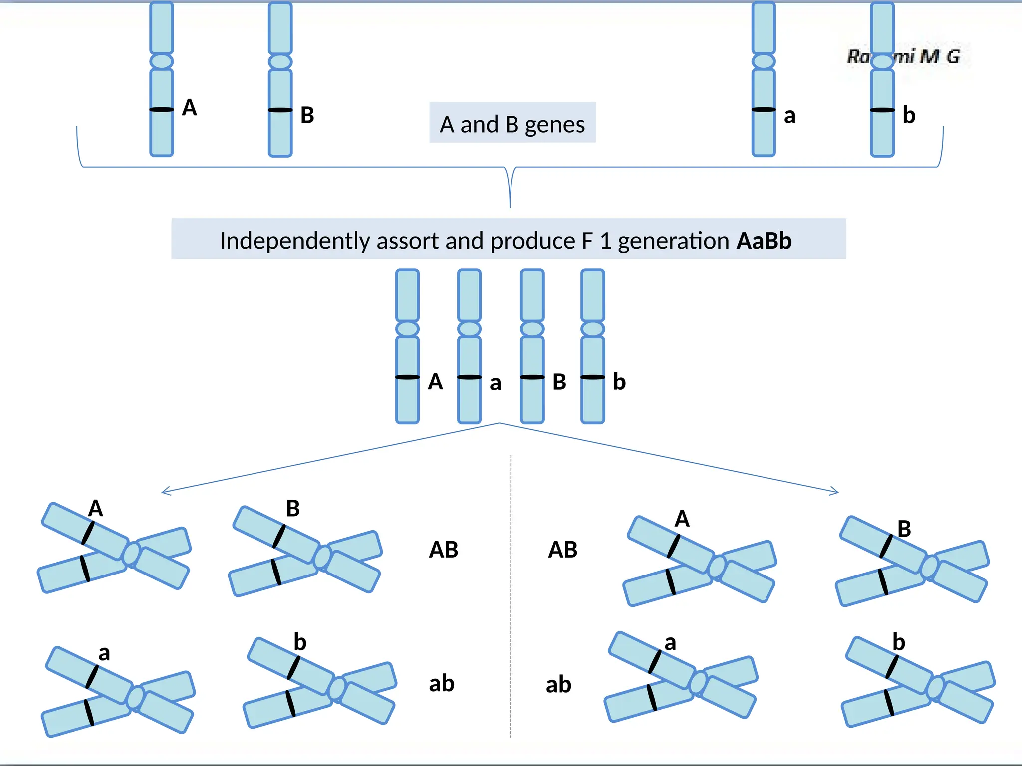 A B A and B genes
Independently assort and produce F 1 generation AaBb
a b
A B
a b
A A
a a
B
B
b b
AB AB
ab ab
 
