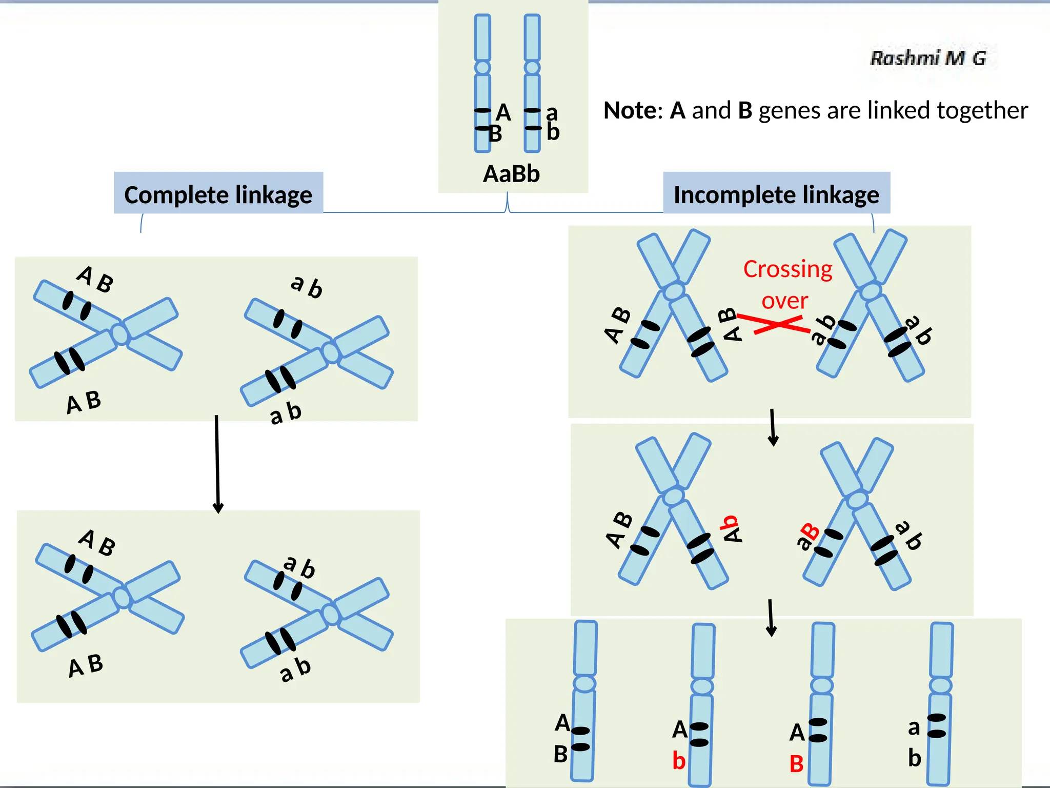 A a
B b
AaBb
a b
a b
a b
a b
A B
A B
A B
A B
A
B
A
B
a
b
a
b
a
b
A
b
a
B
A
b
A
B
A
B
a
b
Complete linkage Incomplete linkage
Crossing
over
Note: A and B genes are linked together
A
B
 