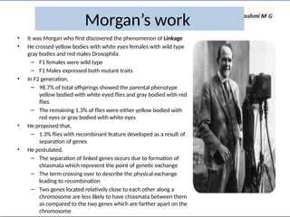 • It was Morgan who first discovered the phenomenon of Linkage
• He crossed yellow bodies with white eyes females with wild type
gray bodies and red males Drosophila
– F1 females were wild type
– F1 Males expressed both mutant traits
• In F2 generation,
– 98.7% of total offsprings showed the parental phenotype
yellow bodied with white eyed flies and gray bodied with red
flies
– The remaining 1.3% of flies were either yellow bodied with
red eyes or gray bodied with white eyes
• He proposed that,
– 1.3% flies with recombinant feature developed as a result of
separation of genes
• He postulated,
– The separation of linked genes occurs due to formation of
chiasmata which represent the point of genetic exchange
– The term crossing over to describe the physical exchange
leading to recombination
– Two genes located relatively close to each other along a
chromosome are less likely to have chiasmata between them
as compared to the two genes which are farther apart on the
chromosome
Morgan’s work
 