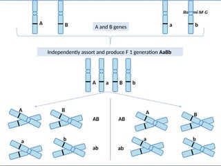 A B A and B genes
Independently assort and produce F 1 generation AaBb
a b
A B
a b
A A
a a
B
B
b b
AB AB
ab ab
 