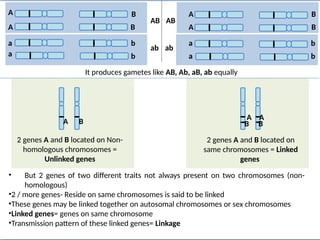 A A
A
A
B B
B B
a
a a
a b
b
b
b
It produces gametes like AB, Ab, aB, ab equally
• But 2 genes of two different traits not always present on two chromosomes (non-
homologous)
•2 / more genes- Reside on same chromosomes is said to be linked
•These genes may be linked together on autosomal chromosomes or sex chromosomes
•Linked genes= genes on same chromosome
•Transmission pattern of these linked genes= Linkage
A B
2 genes A and B located on Non-
homologous chromosomes =
Unlinked genes
A A
B B
2 genes A and B located on
same chromosomes = Linked
genes
AB AB
ab ab
 