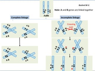 A a
B b
AaBb
a b
a b
a b
a b
A B
A B
A B
A B
A
B
A
B
a
b
a
b
a
b
A
b
a
B
A
b
A
B
A
B
a
b
Complete linkage Incomplete linkage
Crossing
over
Note: A and B genes are linked together
A
B
 