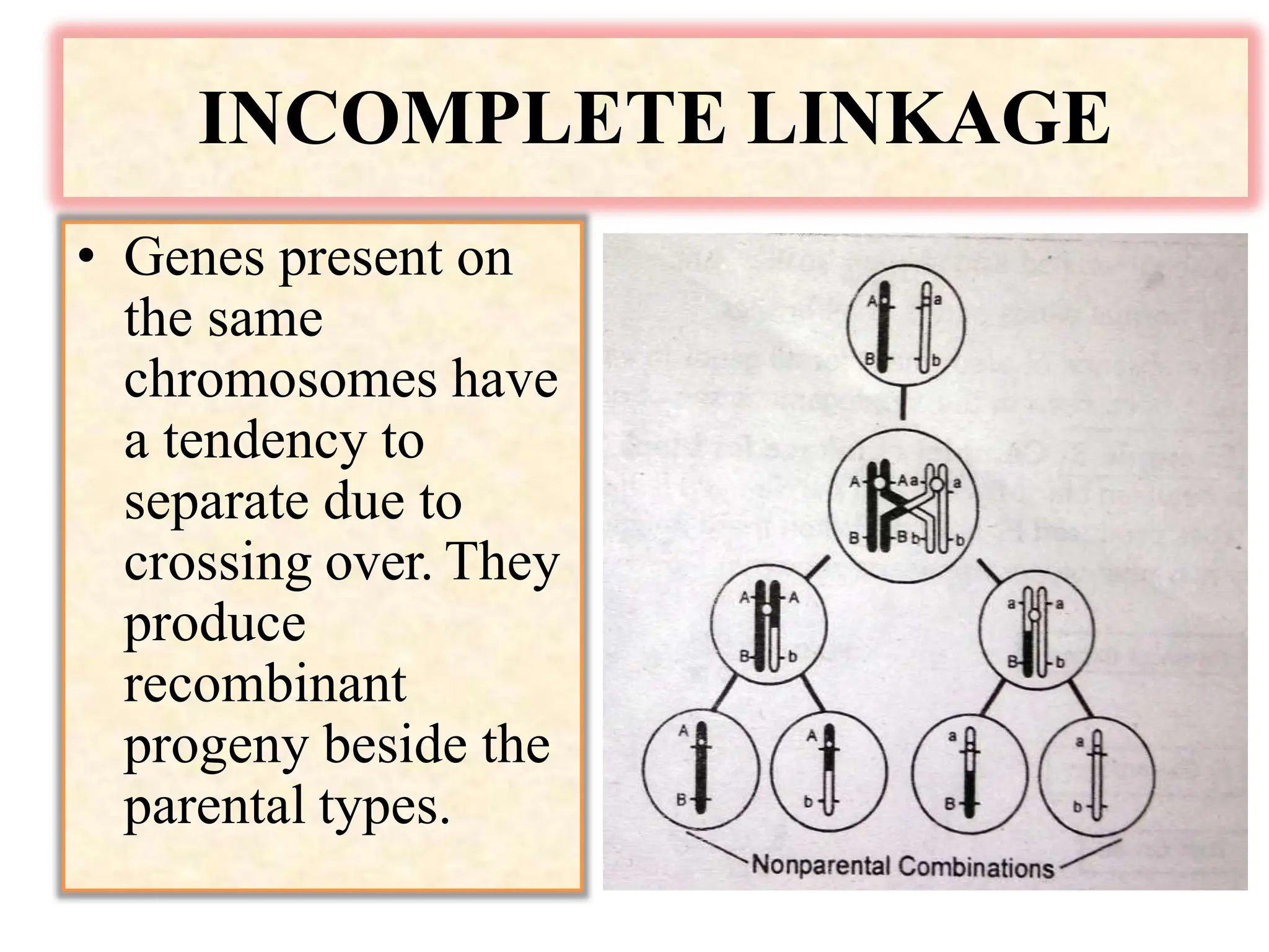 INCOMPLETE LINKAGE
• Genes present on
the same
chromosomes have
a tendency to
separate due to
crossing over. They
produce
recombinant
progeny beside the
parental types.
 