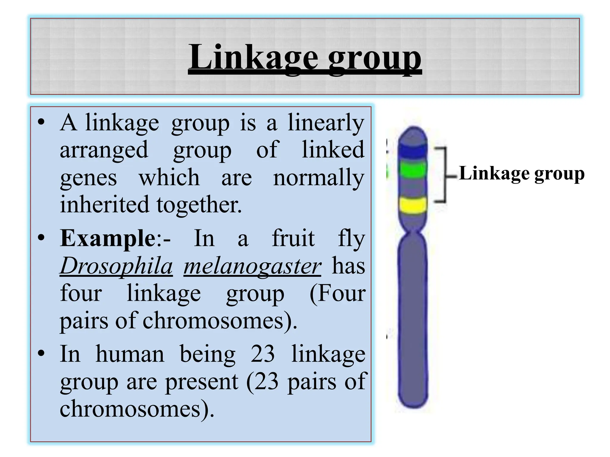 Linkage group
• A linkage group is a linearly
arranged group of linked
genes which are normally
inherited together.
• Example:- In a fruit fly
Drosophila melanogaster has
four linkage group (Four
pairs of chromosomes).
• In human being 23 linkage
group are present (23 pairs of
chromosomes).
Linkage group
 