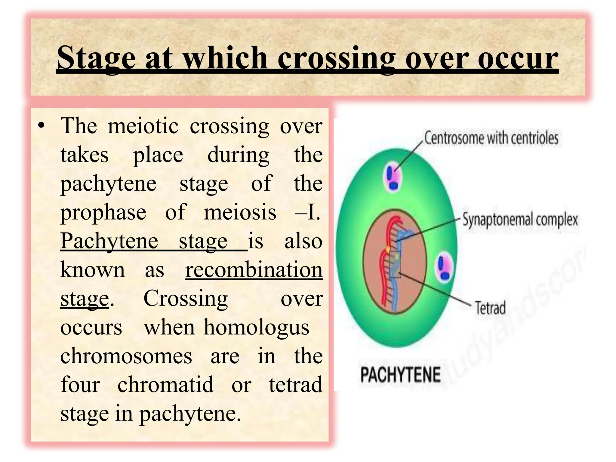 Stage at which crossing over occur
• The meiotic crossing over
Pachytene stage is
takes place during the
pachytene stage of the
prophase of meiosis –I.
also
known
stage.
occurs
as recombination
Crossing over
when homologus
chromosomes are in the
four chromatid or tetrad
stage in pachytene.
 