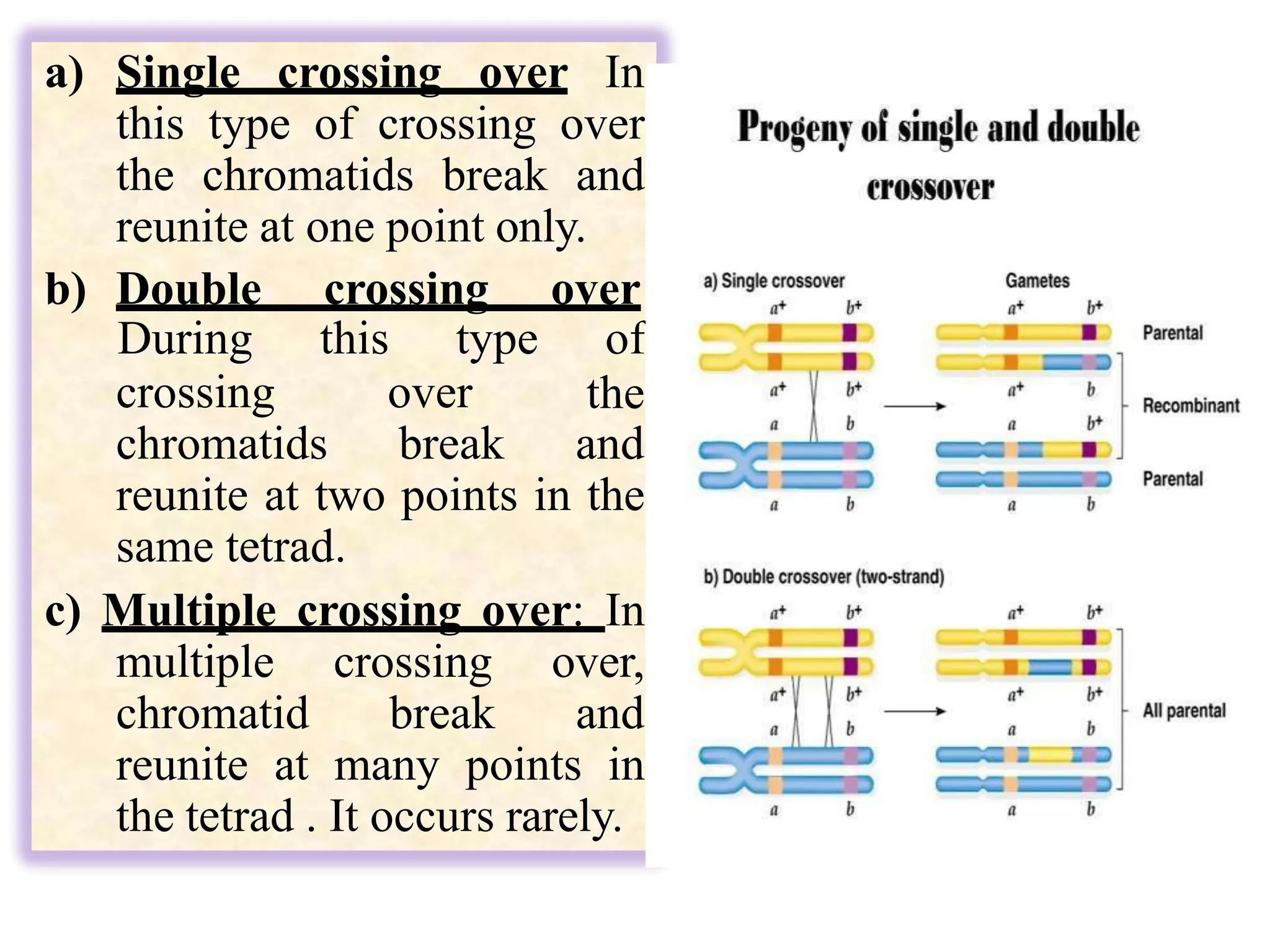 a) Single crossing over In
this type of crossing over
the chromatids break and
reunite at one point only.
b) Double crossing over
crossing over
During this type of
the
chromatids break and
reunite at two points in the
same tetrad.
c) Multiple crossing over: In
multiple crossing over,
chromatid break and
reunite at many points in
the tetrad . It occurs rarely.
 