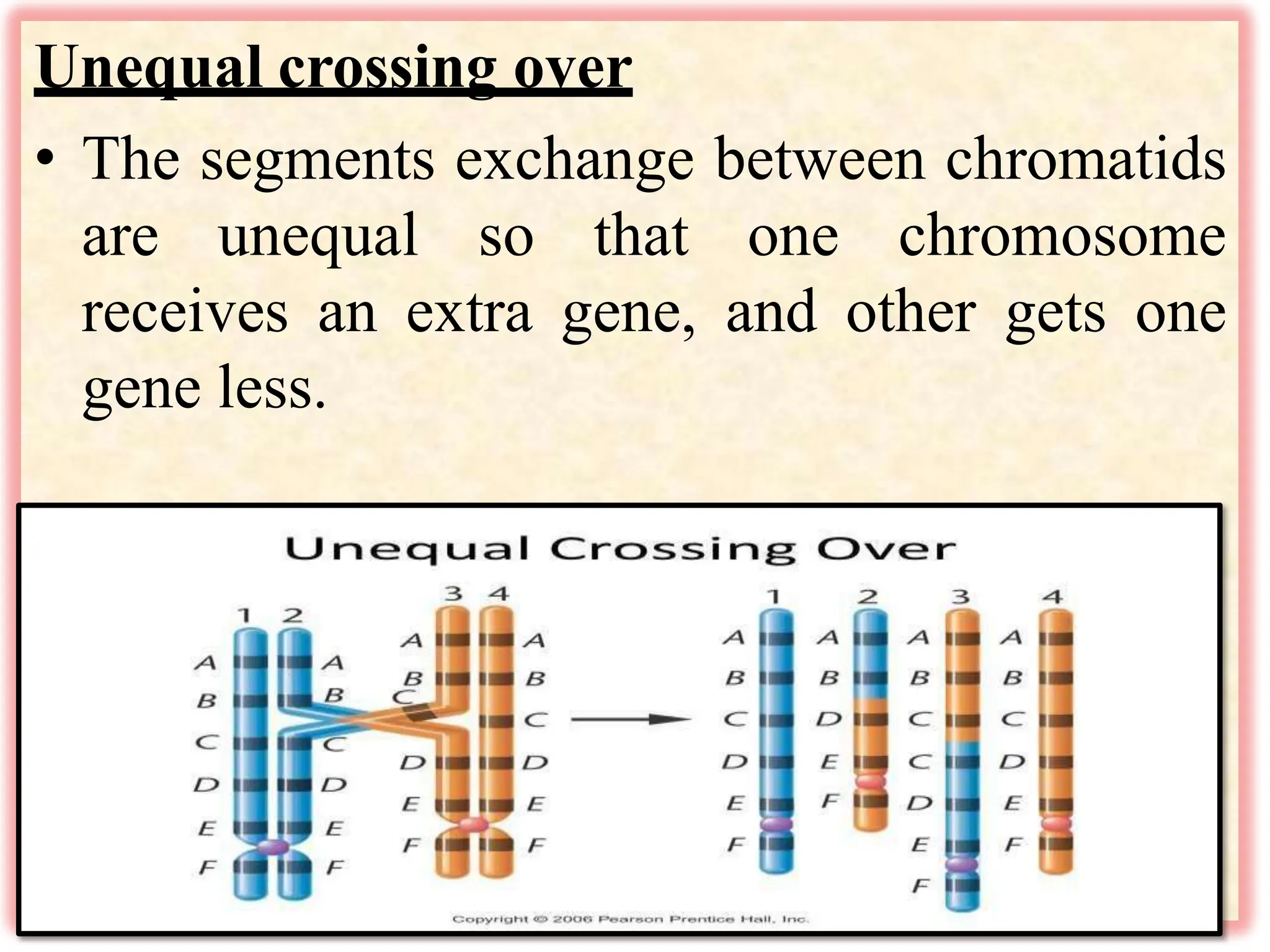 Unequal crossing over
• The segments exchange between chromatids
are unequal so that one chromosome
receives an extra gene, and other gets one
gene less.
 