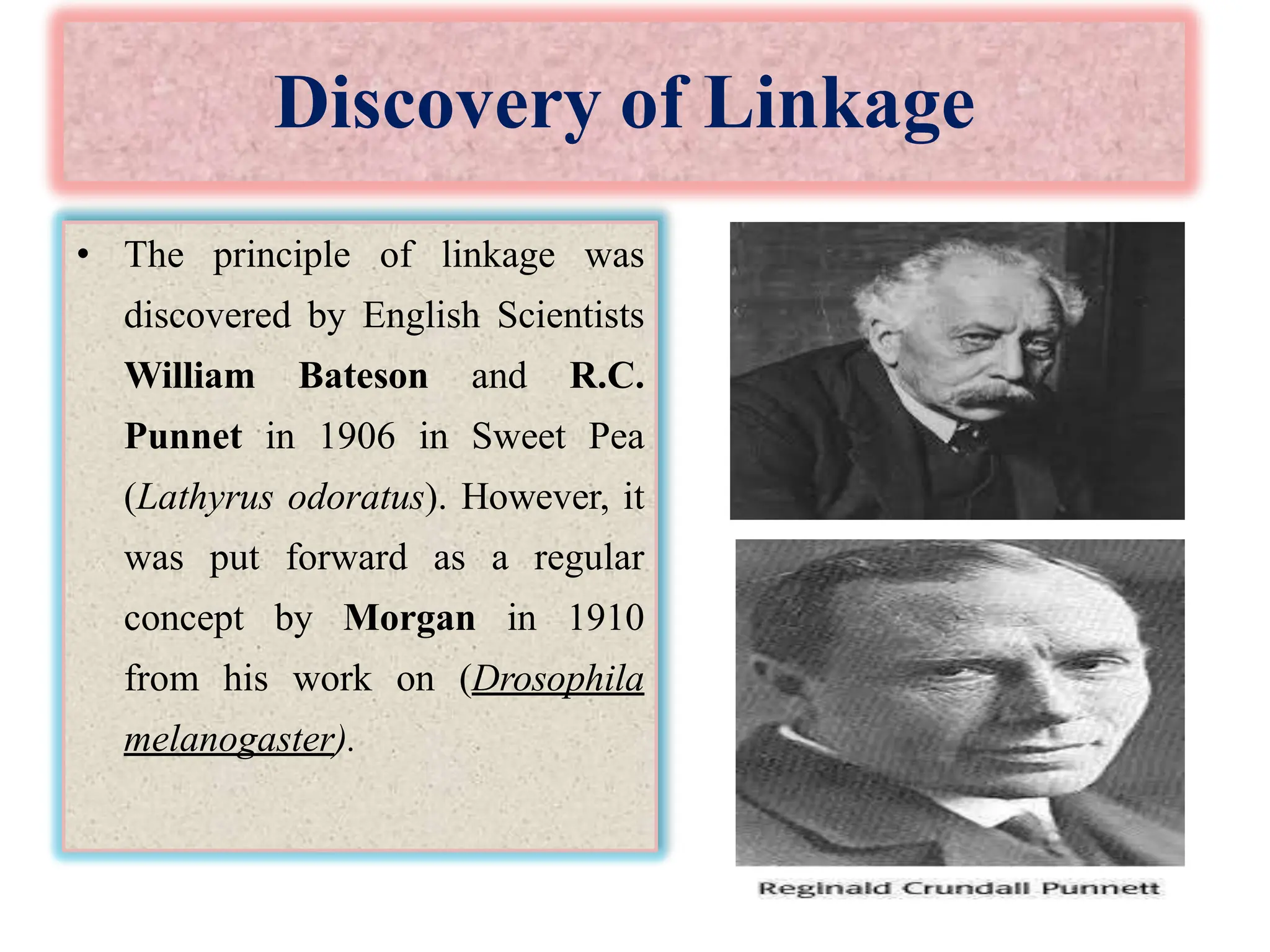 Discovery of Linkage
• The principle of linkage was
discovered by English Scientists
William Bateson and R.C.
Punnet in 1906 in Sweet Pea
(Lathyrus odoratus). However, it
was put forward as a regular
concept by Morgan in 1910
from his work on (Drosophila
melanogaster).
 