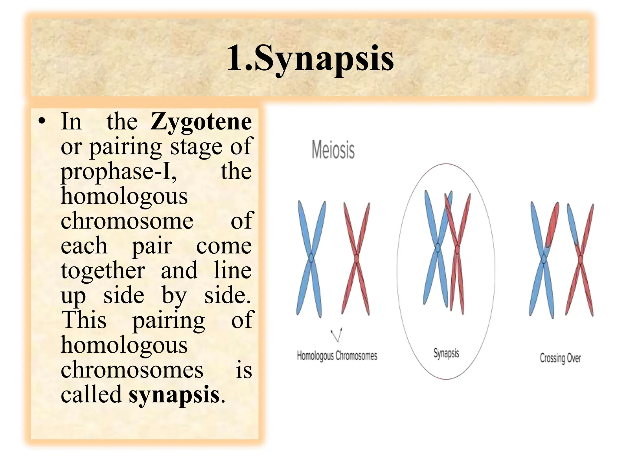 1.Synapsis
• In the Zygotene
or pairing stage of
prophase-I, the
homologous
chromosome of
each pair come
together and line
up side by side.
homologous
This pairing of
is
chromosomes
called synapsis.
 