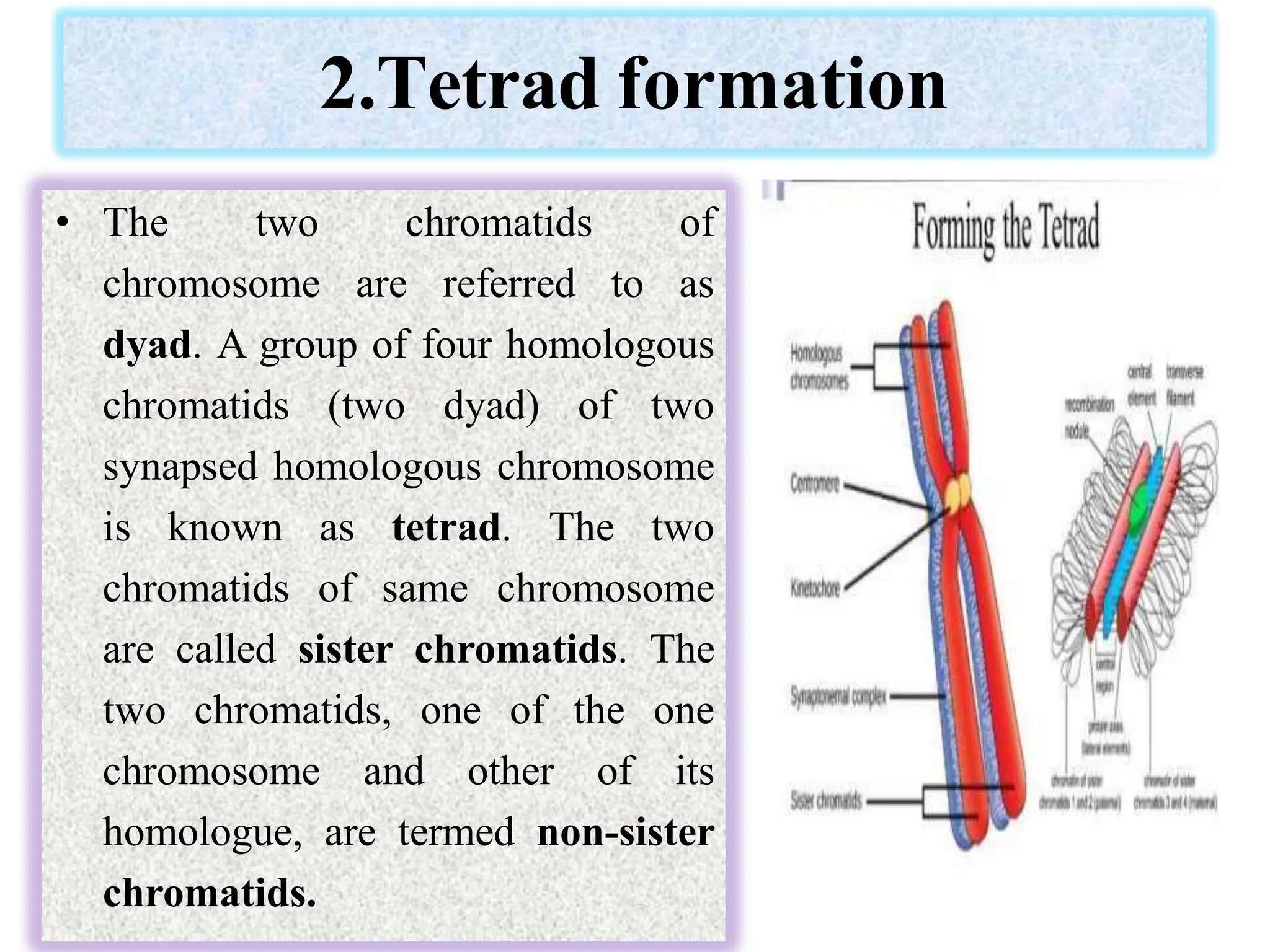 2.Tetrad formation
• The two chromatids of
chromosome are referred to as
dyad. A group of four homologous
chromatids (two dyad) of two
synapsed homologous chromosome
is known as tetrad. The two
chromatids of same chromosome
are called sister chromatids. The
two chromatids, one of the one
chromosome and other of its
homologue, are termed non-sister
chromatids.
 
