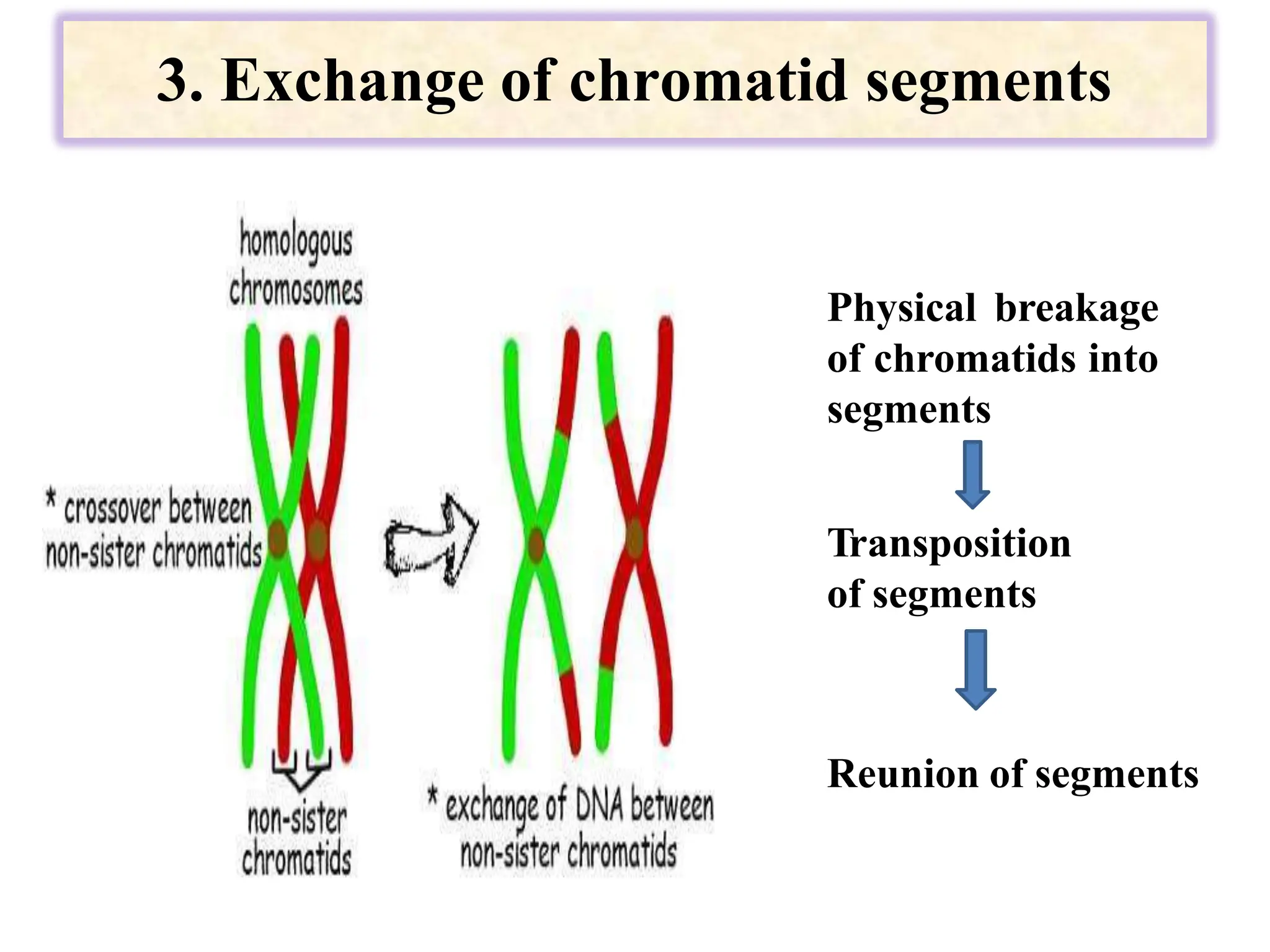 3. Exchange of chromatid segments
Physical breakage
of chromatids into
segments
Transposition
of segments
Reunion of segments
 