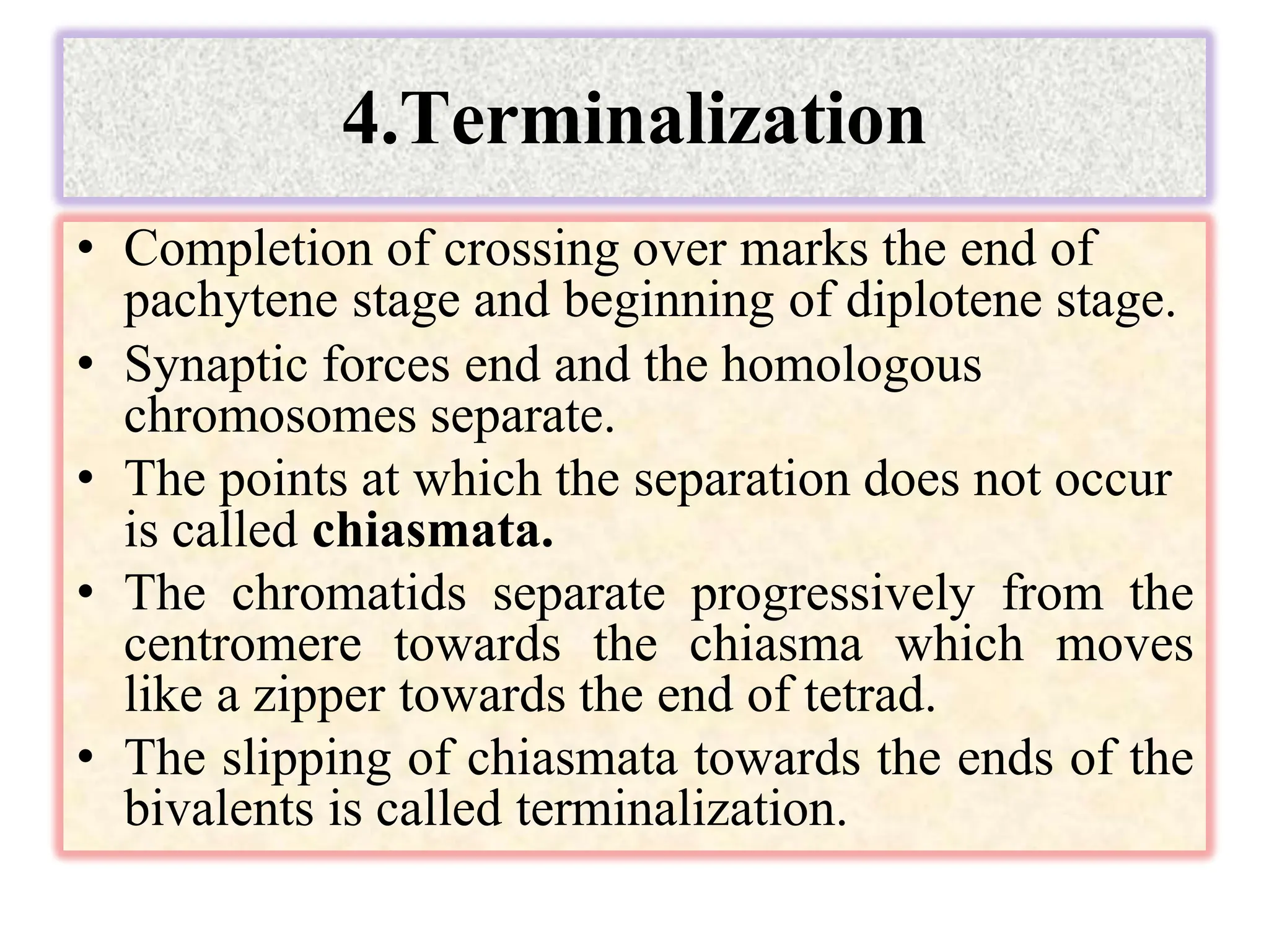 4.Terminalization
• Completion of crossing over marks the end of
pachytene stage and beginning of diplotene stage.
• Synaptic forces end and the homologous
chromosomes separate.
• The points at which the separation does not occur
is called chiasmata.
• The chromatids separate progressively from the
centromere towards the chiasma which moves
like a zipper towards the end of tetrad.
• The slipping of chiasmata towards the ends of the
bivalents is called terminalization.
 