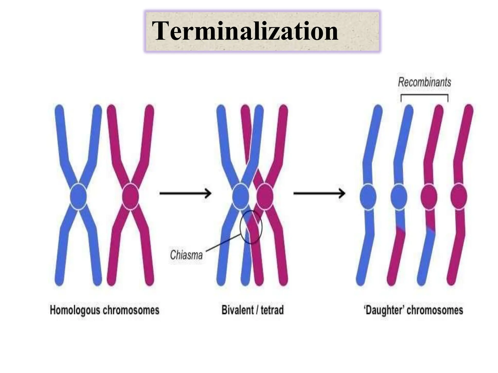Terminalization
 