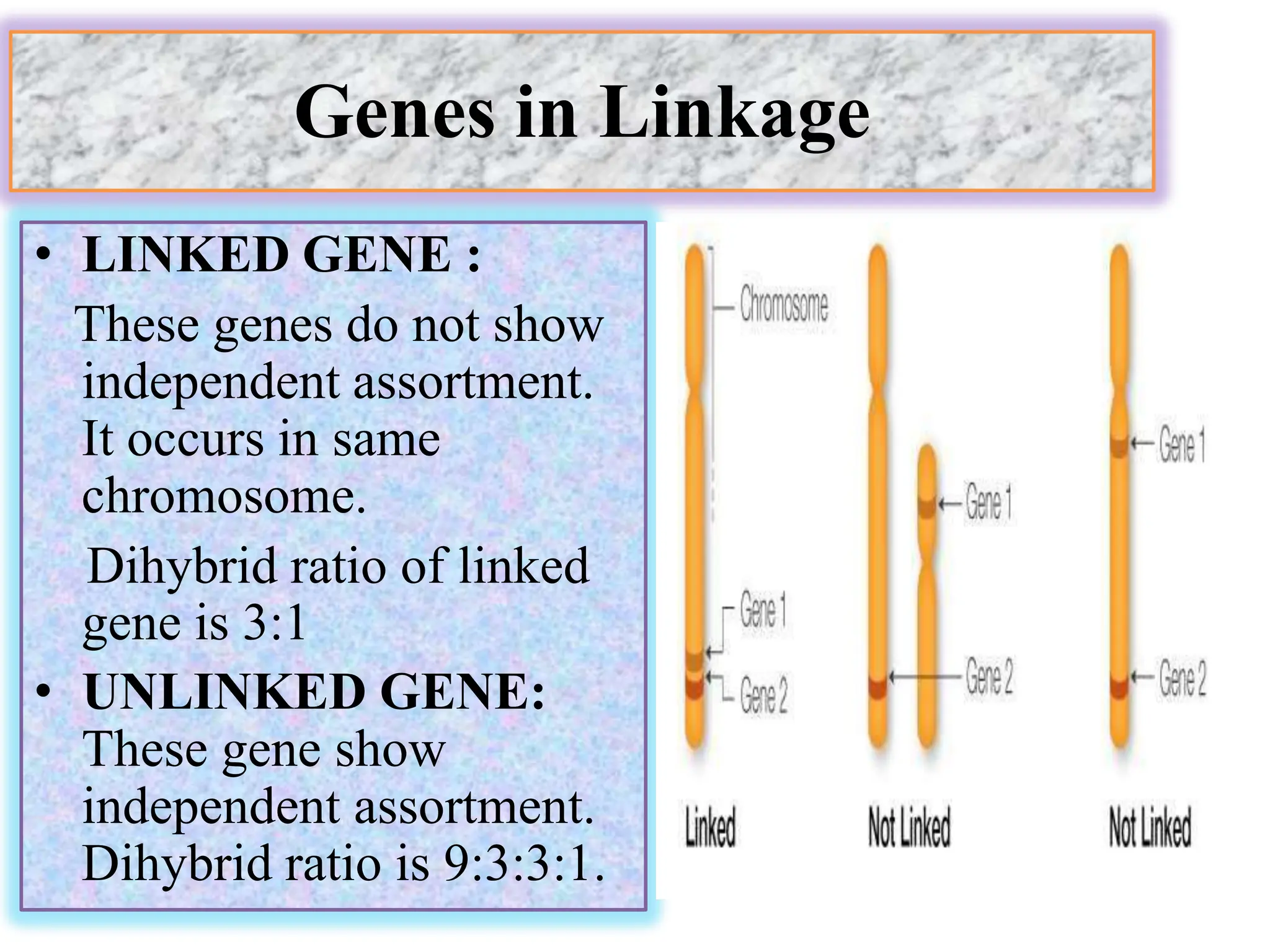 Genes in Linkage
• LINKED GENE :
These genes do not show
independent assortment.
It occurs in same
chromosome.
Dihybrid ratio of linked
gene is 3:1
• UNLINKED GENE:
These gene show
independent assortment.
Dihybrid ratio is 9:3:3:1.
 