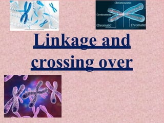 Linkage and
crossing over
 
