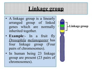 Linkage group
• A linkage group is a linearly
arranged group of linked
genes which are normally
inherited together.
• Example:- In a fruit fly
Drosophila melanogaster has
four linkage group (Four
pairs of chromosomes).
• In human being 23 linkage
group are present (23 pairs of
chromosomes).
Linkage group
 