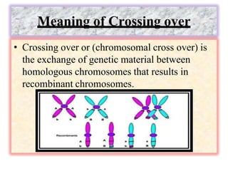 Meaning of Crossing over
• Crossing over or (chromosomal cross over) is
the exchange of genetic material between
homologous chromosomes that results in
recombinant chromosomes.
 