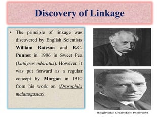 Discovery of Linkage
• The principle of linkage was
discovered by English Scientists
William Bateson and R.C.
Punnet in 1906 in Sweet Pea
(Lathyrus odoratus). However, it
was put forward as a regular
concept by Morgan in 1910
from his work on (Drosophila
melanogaster).
 