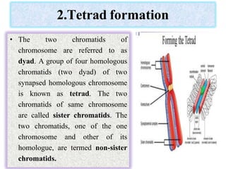 2.Tetrad formation
• The two chromatids of
chromosome are referred to as
dyad. A group of four homologous
chromatids (two dyad) of two
synapsed homologous chromosome
is known as tetrad. The two
chromatids of same chromosome
are called sister chromatids. The
two chromatids, one of the one
chromosome and other of its
homologue, are termed non-sister
chromatids.
 