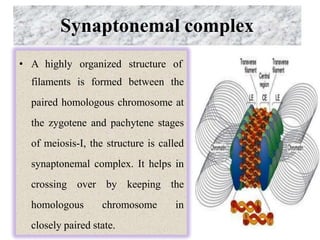 Synaptonemal complex
• A highly organized structure of
filaments is formed between the
paired homologous chromosome at
the zygotene and pachytene stages
of meiosis-I, the structure is called
synaptonemal complex. It helps in
crossing over by keeping the
homologous chromosome in
closely paired state.
 