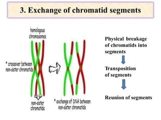 3. Exchange of chromatid segments
Physical breakage
of chromatids into
segments
Transposition
of segments
Reunion of segments
 