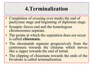 4.Terminalization
• Completion of crossing over marks the end of
pachytene stage and beginning of diplotene stage.
• Synaptic forces end and the homologous
chromosomes separate.
• The points at which the separation does not occur
is called chiasmata.
• The chromatids separate progressively from the
centromere towards the chiasma which moves
like a zipper towards the end of tetrad.
• The slipping of chiasmata towards the ends of the
bivalents is called terminalization.
 