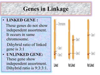 Genes in Linkage
• LINKED GENE :
These genes do not show
independent assortment.
It occurs in same
chromosome.
Dihybrid ratio of linked
gene is 3:1
• UNLINKED GENE:
These gene show
independent assortment.
Dihybrid ratio is 9:3:3:1.
 