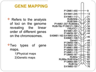 GENE MAPPING
 Refers to the analysis
of loci on the genome
revealing the linear
order of different genes
on the chromosomes.
Two types of gene
maps.
1)Physical maps
2)Genetic maps
 